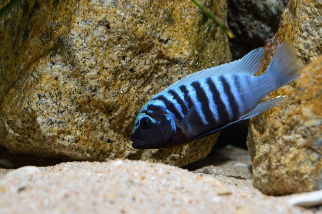 Maylandia zebra "Linganjala"