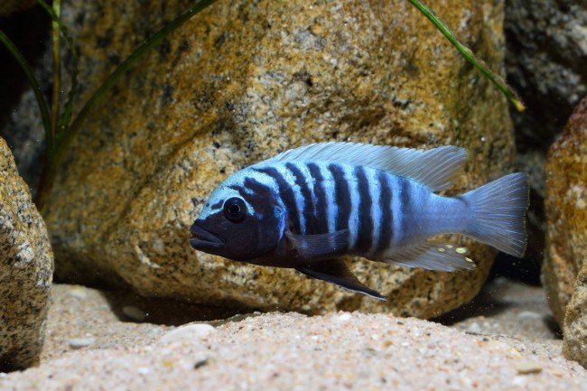 Maylandia zebra "Linganjala"