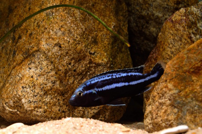 Melanochromis loriae &quot;Linganjala&quot;