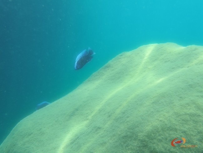 C cyaneus tsano3.jpg