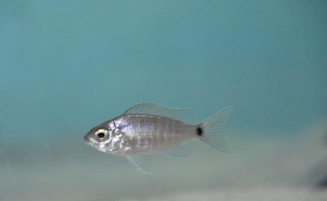 C. cyaneus zr F2.jpg