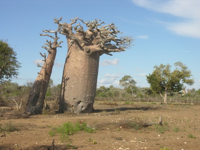 Adansonia rubrostipa.3 Andovodoaka Mad.JPG