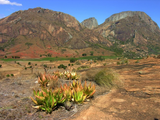 Class 5b Aloe deltoideodonta v. fallax 19 km S. Ambalavo Madagascar © J-A. Audissou.JPG