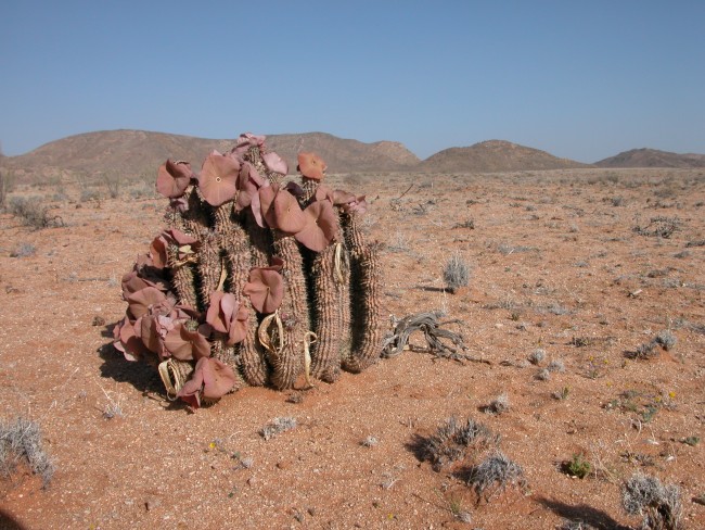 Hoodia gordonii.7 40 km N. Rosh Pinah.JPG