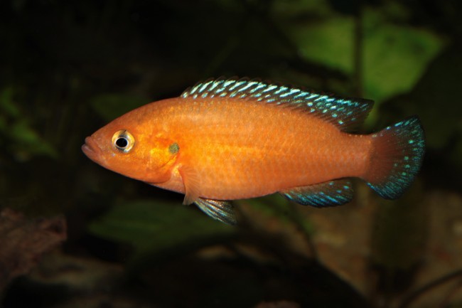 Hemichromis exsul34.JPG