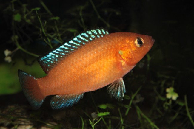 Hemichromis exsul37.JPG