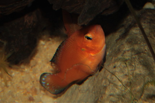 Hemichromis exsul ponte2.JPG