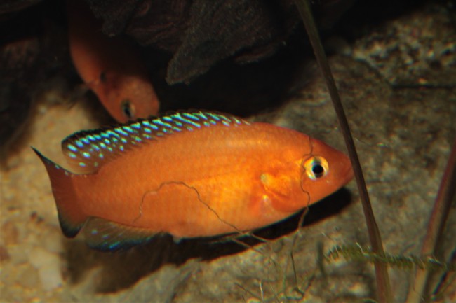 Hemichromis exsul ponte4.JPG