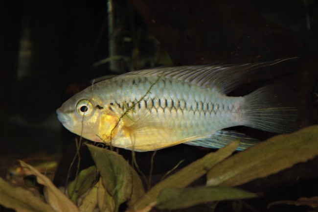 Apistogramma sp. D36 male2.JPG