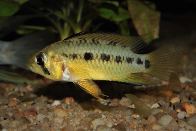 Apistogramma sp. D36 femelle4.JPG