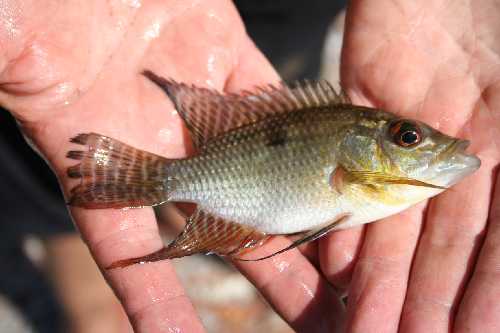Chaetobranchus flavescence