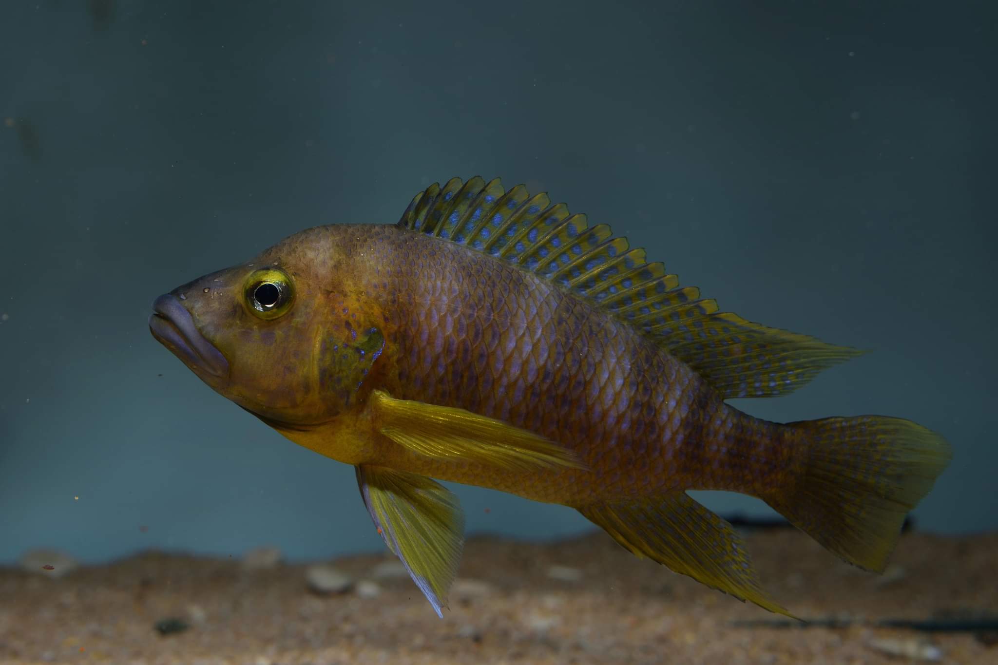 Ctenochromis benthicola