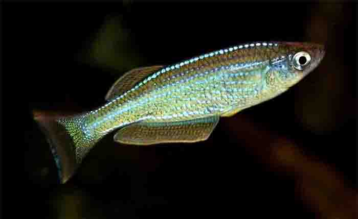 poisson  forum 40.jpg