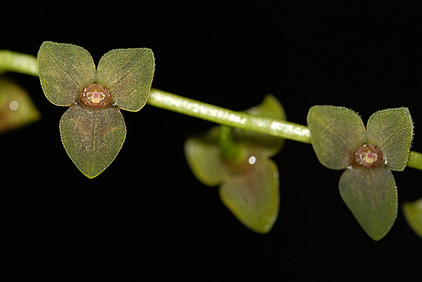 Stelis cf. papaquerensis avec une vieille bonnette rapport 1: n (n>1)