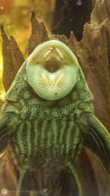 Panaque nigroelatus ( belles dents )