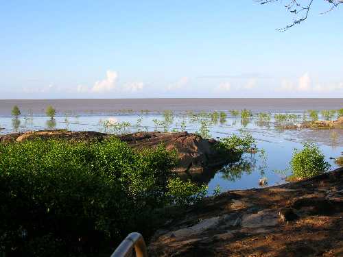 mangrove de Cayenne