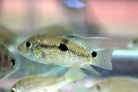 aequidens-sp-jaenaro-areras.jpg