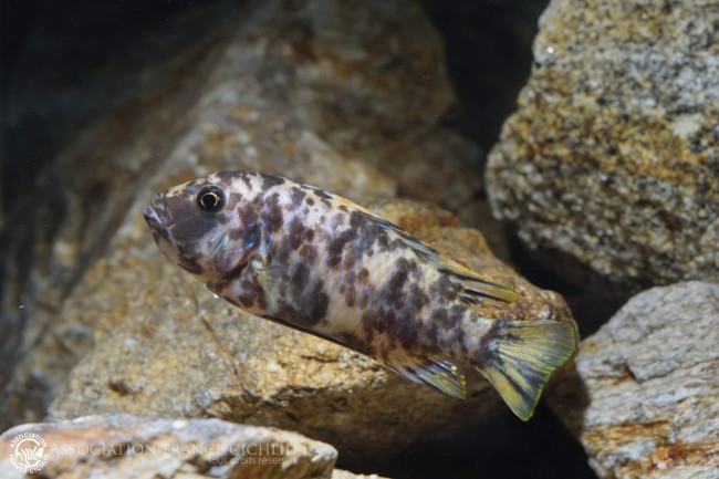 Femelle Maylandia zebra Linganjala