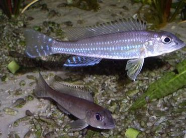 Reganochromis calliurus.jpg