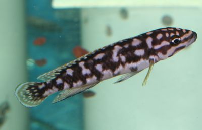 Julidochromis sp. transcriptus Gombi.jpg