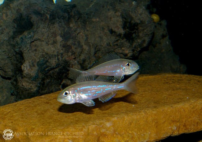 microdontochromis rotundiventralis.JPG
