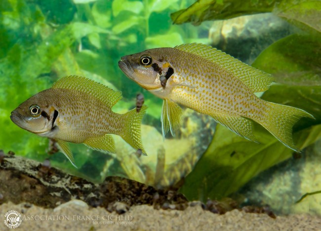 neolamprologus heliantus.jpg