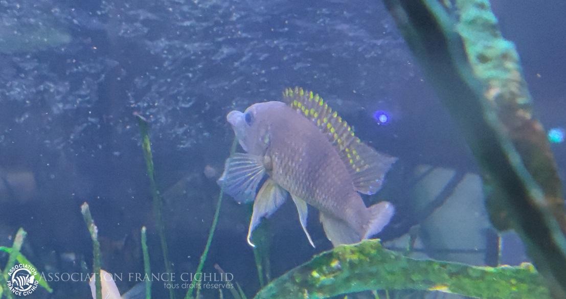 Gnathochromis permaxillaris Kalubale F0