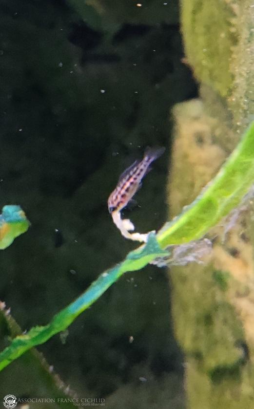 J. dickfeldi F2