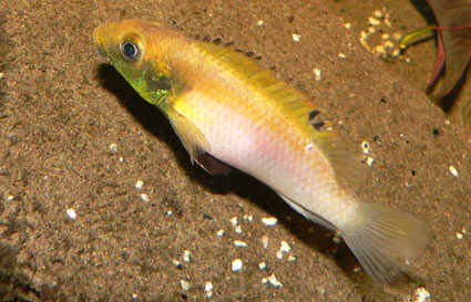 femelle rubro 1.jpg