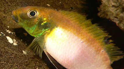 femelle rubro 3.jpg
