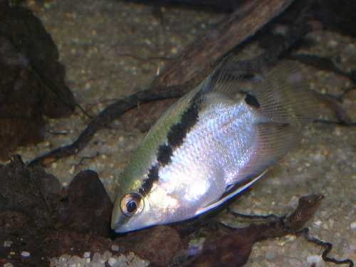 Mesonauta CF.jpg