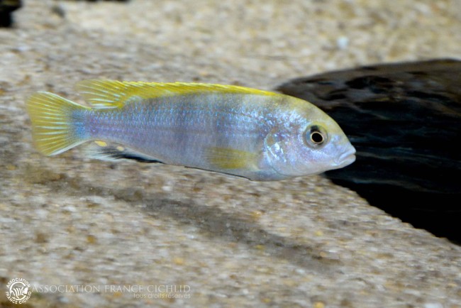Labidochromis sp. -perlmut- Higga Reef.jpg