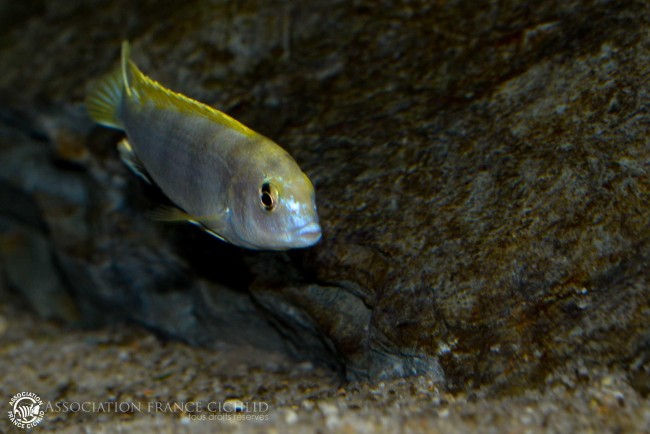 Labidochromis sp. -perlmut- Higga Reef-2.jpg