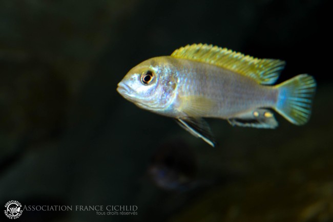 Labidochromis sp. -perlmut- Higga Reef-3.jpg