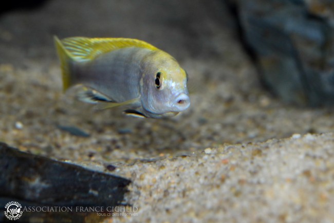 Labidochromis sp. -perlmut- Higga Reef-4.jpg