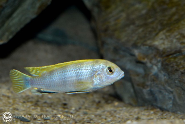 Labidochromis sp. -perlmut- Higga Reef-5.jpg