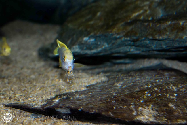Labidochromis sp. -perlmut- Higga Reef-6.jpg