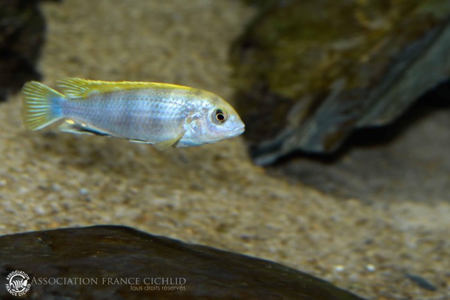 Labidochromis sp. -perlmut- Higga Reef-7.jpg