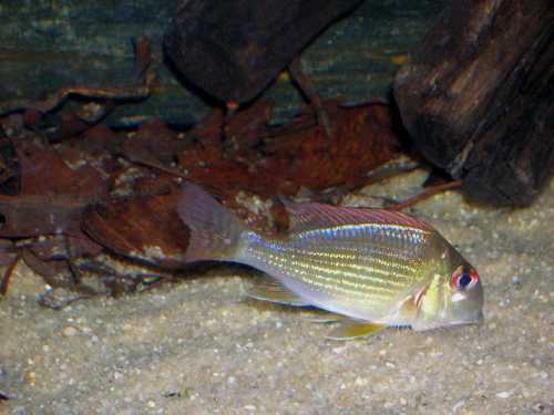 G.sp.Petit Saut..jpg