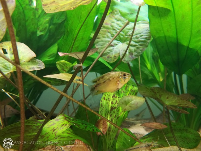 Apisto femelle.jpg
