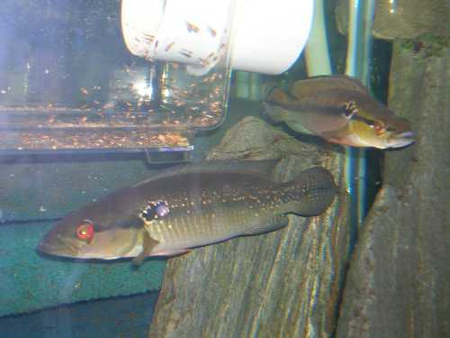 C.saxatilis gardant le bac.jpg