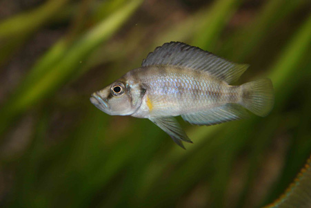 un-des-3-sumbu.jpg