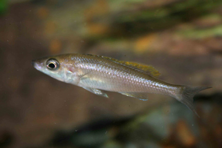 femelle-cypri.jpg