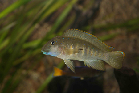 eretmodus-cyano.jpg