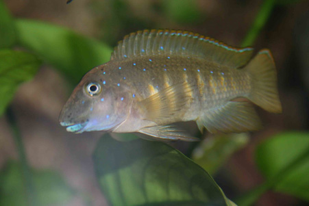 male-eretmodus.jpg