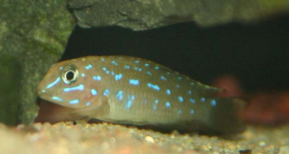 Tanganicodus irsacae Kavalla.jpg