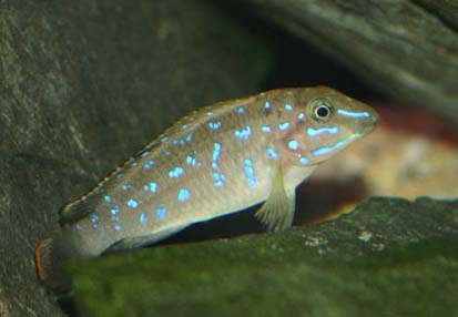 Tanganicodus irsacae Kavalla femelle.jpg