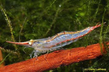Caridina gracilirostris.jpg