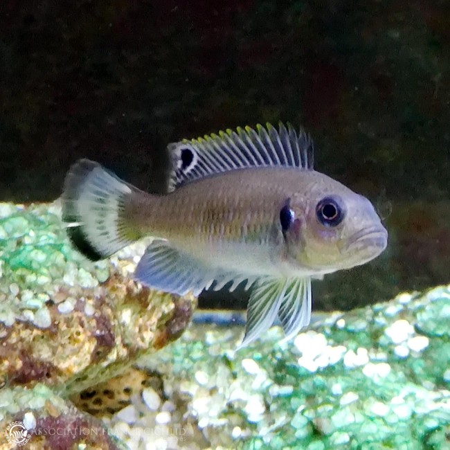 Triglachromis alevin 2jpg.jpg