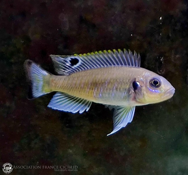 Triglachromis alevin.jpg